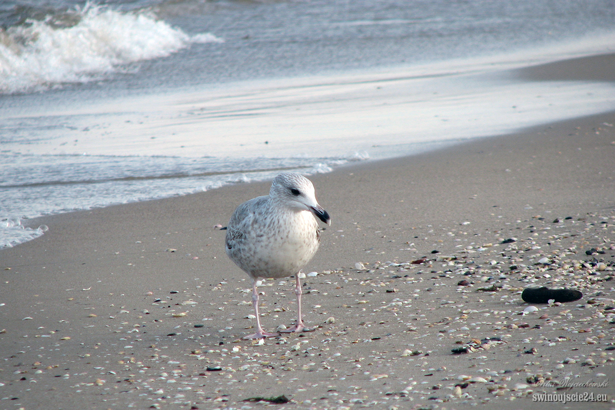 2007 canon s3is IMG 4985