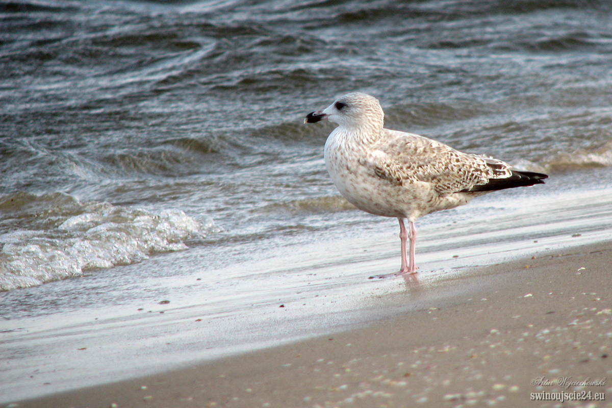 2007 canon s3is IMG 4986