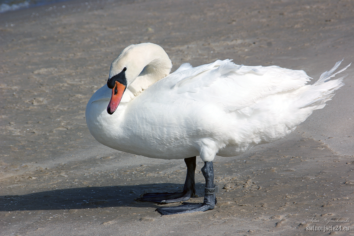 2012 sony alfa 350 DSC00748