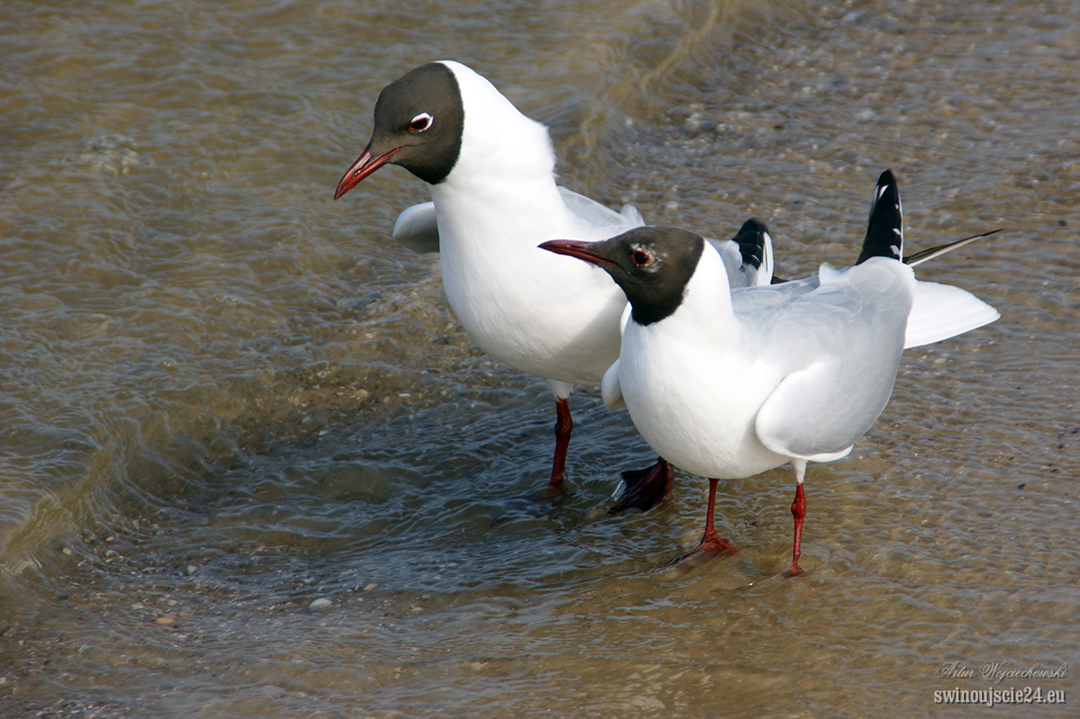 2012 sony alfa 350 DSC00759