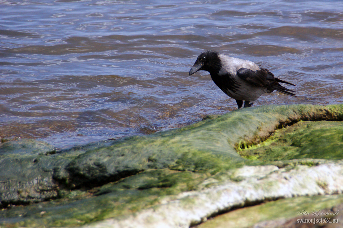 2012 sony alfa 350 DSC01308