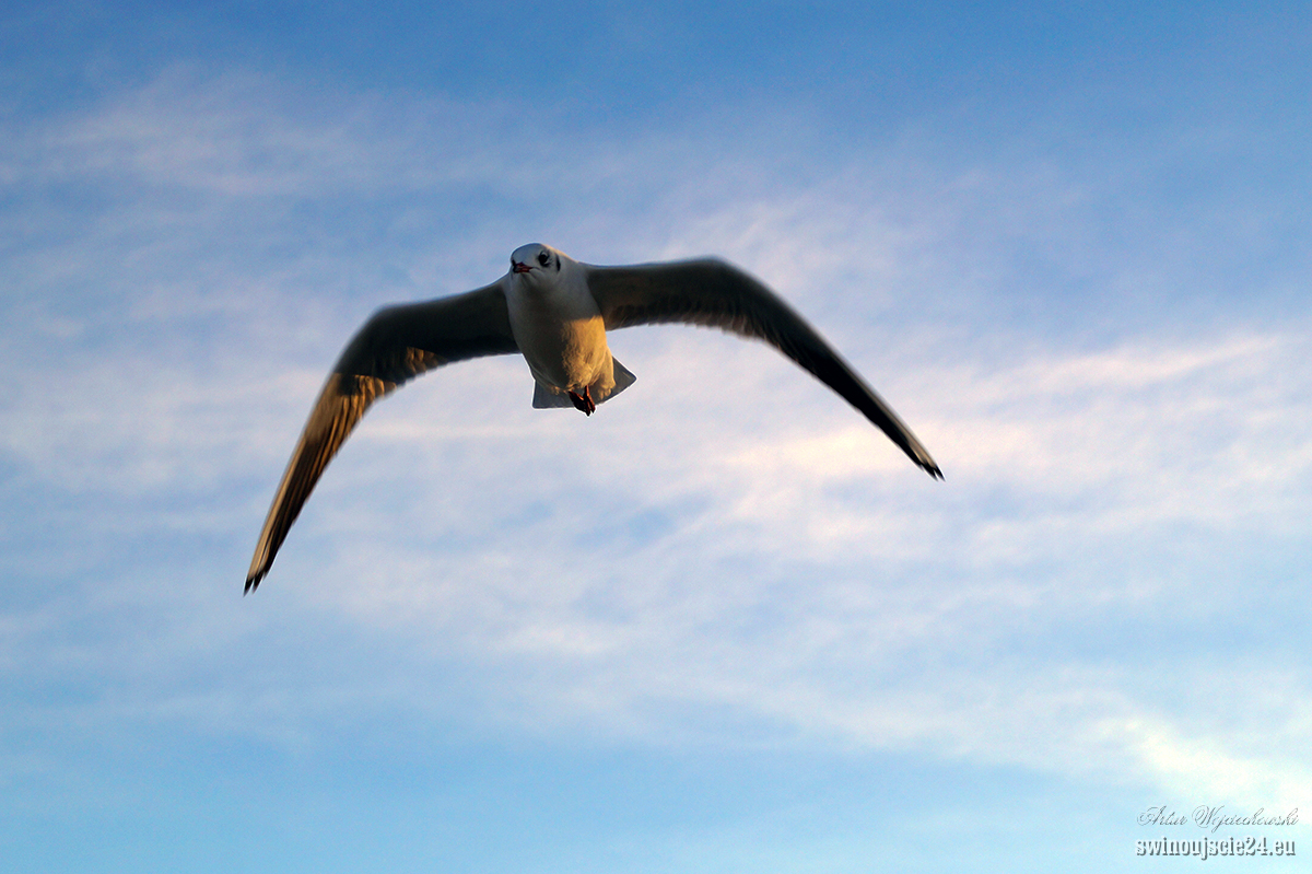 2014 sony alfa 58 DSC01912